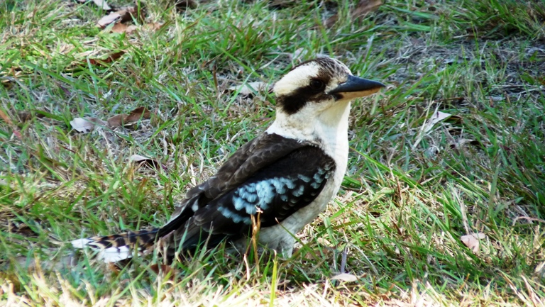 Blaufl&uuml;gelkookaburra